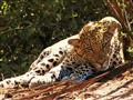 Leopard škvrnitý je nočný lovec a cez deň sa často skrýva v kríkoch alebo korunách stromov. Vždy je 