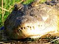 Krokodíl je schopný čakať na svoju príležitosť vyše jednej hodiny na jeden nádych pri kraji rieky, a