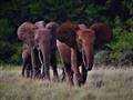 Slon pralesný je najmenší druh slona na svete. Dospelé samce merajú v kohútiku okolo 220cm, slon afr