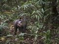 Mandril - najväčšia opica sveta, najpestrofarebnejší cicavec našej planéty. Foto: Ľ. Fellner