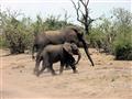 Botswana má najväčšiu populáciu slonov na svete. Žije ich tu neuveriteľných 150.000