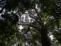 Obrovské stromy týčiace sa do nebies. National Georgafic nazval Gabon Poslený raj.