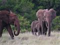 Slon pralesný je najmenší druh slona na svete. Dospelé samce merajú v kohútiku okolo 220cm, slon afr