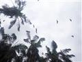 Netopiere živiace sa ovocím lietajú nad nemocnicou. Všade palmy, džungľa