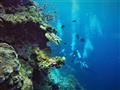Skúste sa ponoriť do podmorského sveta a stať sa na chvíľu súčasťou tohto sveta ticha. foto: BUBO