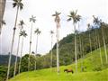 Najvyššie palmy sveta v údolí Cocora.  foto: Ľuboš Fellner - BUBO