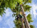 Ako sa lezie v londži na palmu? Zastavíme sa pri výrobni tradičného palmového cukru, kde všetko vyze