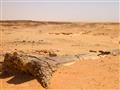Neďaleko kráľovského pohrebiska El Kurru sa nachádza v núbijskej púšti skamenelý les. Ako sa tu ocit