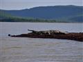 V jazere Chamo žije veľká populácia krokodílov. Majú tu svoje obľúbené miesta, kam sa chodia vyhriev