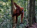 Na dotyk s orangutanmi, Sumatra.
foto?: Jozef ZELIZŇÁK — BUBO