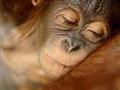 Zblízka sa pozrieme na projekt vypúšťania orangutanov do voľnej prírody.
foto?: archív BUBO