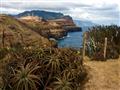 Madeira to je aj krajina nádherných kaktusov a paliem. Vždy plná zelene.
foto: Michal Gaj - BUBO