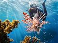 Koraly neničíme, ničoho sa pod vodou nedotýkajte! Iba si užívajte výnimočnú chvíľku. foto: Peter Rea