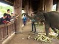 Laos je krajinou miliónov slonov. Navštevou slonom pomôžeme. Fotografia: Ľuboš Fellner- BUBO