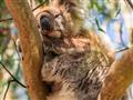 Na mieste známom ako Koala cafe budeme mať šancu vidieť koaly, ktoré žijú v okolitých eukalyptových 