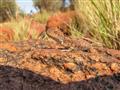Austrálske vnútrozemie nazývajú domáci Outback. Divočina, do ktorej ak sa poriadne zahľadíte, nájdet