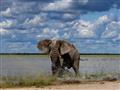 Žijú tu takzvané púštne slony, ktoré sú najväčšie z celej Afriky. foto: Martin Karniš - BUBO