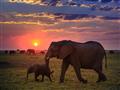 Chobe national park je jedným z najlepších národných parkov na svete a živým dôkazom, že Afrika si s
