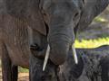 V Chobe žije 60 zo 100 tisíc botswanských slonov. foto: Tomáš Hulík - BUBO