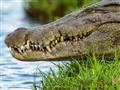 Krokodíl nílsky. Po hrochovi je najčastejšou príčinou smrti zavinenou divými zvieratami v Afrike. fo