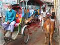 Obetovanie býkov v Dhake