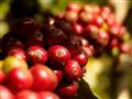 Ochutnajte jávsku kávu tam, kde vyrástla.
foto?: archív BUBO