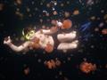 Plávanie s medúzami na Palau.
foto?: Ľuboš Fellner – BUBO