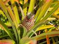 Neodmysliteľnou súčasťou je svetové ananásové kráľovstvo plantáž Dole.
foto?: Martin Šimko – BUBO