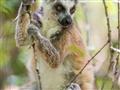 V rezervácii Anja. Anja je domovom najsevernejšej populácie najznámejších lemurov kata. Ráno sa vždy