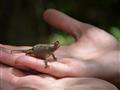 V lese pri dedine Anja možno uvidíme aj jedného z najmenších chameleónov. foto: Martin KARNIŠ – BUBO