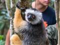Andasibe - vďaka stopárom máme šancu vidieť niektoré zo vzácnych druhov lemurov, v tomto prípade sif