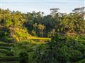 Ryžové terasy na Bali.
foto?: Martin FERENČÍK — BUBO