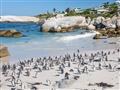 Tučniaky na pláži Boulders v Simons Town - usadili sa tu len nedávno, ale darí sa im aj vďaka tomu, 