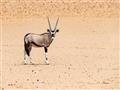 Jedným z typických zvierat je aj nádherný priamorožec, ktorý je symbolom suchých púští Kalahari a Na