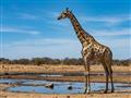 Dlho očakávané safari. Arabský výmysel, ktorý si dosýta užijete iba v Afrike. foto: Tomáš Hulík - BU