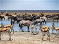 Africká fauna je legendárna a národný park Etosha Vám ukáže svoje tajomstvá. foto: Tomáš Hulík - BUB