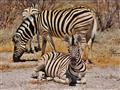 Namíbia - Etosha NP, zebry damarské sa tu vyskytujú v určitých oblastiach vo veľkých skupinách