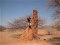 Termitiská nás budú sprevádzať celým severom Namíbie a Botswany.