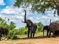 V Chobe žije najväčší počet slonov na svete. foto: Tomáš Hulík - BUBO