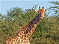 Vedeli ste, že žirafy sú najvyššími cicavcami na Zemi? Už len ich nohy sú dlhšie, než je výška priem