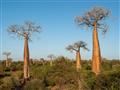 V unikátnom prostredí takzvaného ostnatého lesa rastie hneď niekoľko druhov baobabov. Pre domácich j
