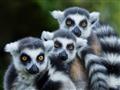 Pozrieme sa na projekt záchrany lemurov kata.
foto: archív BUBO