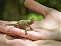 V lese pri dedine Anja možno uvidíme aj jedného z najmenších chameleónov. foto: Martin KARNIŠ – BUBO