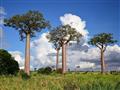 Rod Baobab zahŕňa 8 druhov. Centrum druhovej rozmanitosti je práve na Madagaskare. Iba 2 druhy sa vy
