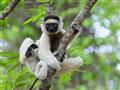 V pralese pri Andasibe hľadáme rôzne druhy lemurov.
foto: archív BUBO