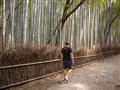 Šum bambusového lesa je pre Japoncov jedným z najkrajších zvukov na svete. foto: Eva Andrejcová - BU