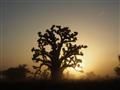 Senegal a jeho symbol. Nápoj z baobabu má liečivé účinky. Vieme kde sa dá kúpiť mydlo z baobabu, bao