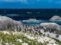 Simons Town - kolónia tučniakov v národnom parku Boulders. foto: Tomáš Hulík - BUBO