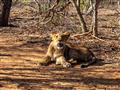 Levy na záchrannej stanici majú dobrú vyhliadku, že sa ocitnú v národnom parku alebo prírodnej rezer