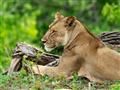 V národnom parku Chobe v Botswane žijú všetky atraktívne zvieratá, vrátane levov. foto: Tomáš Hulík 